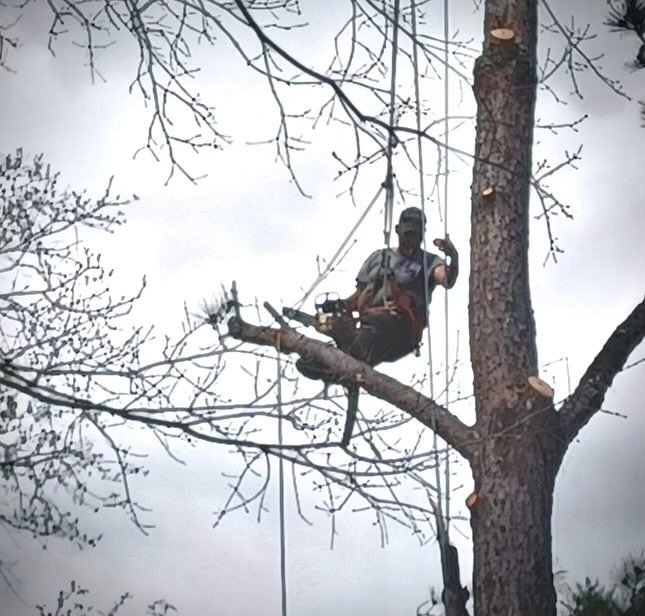 Climber working an emergency tree call under overcast skies