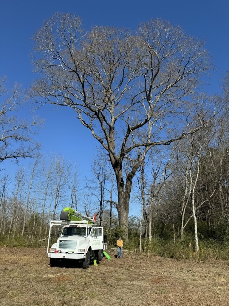 AL Tree Guys bucket truck parked on a job site under a large tree in Shelby County, AL