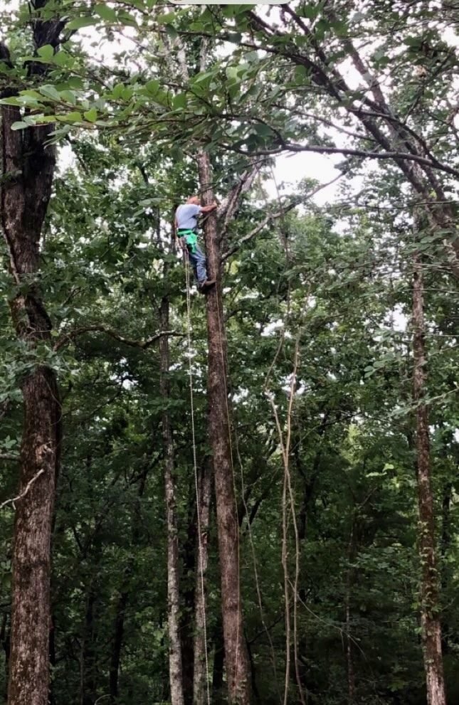Climber ascending a tall hardwood tree using rope and saddle