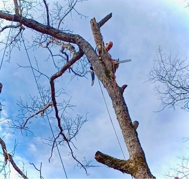 Climber near the top of a large dead tree making the final cuts during removal